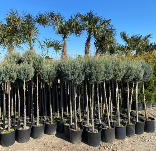Ornamental Trees