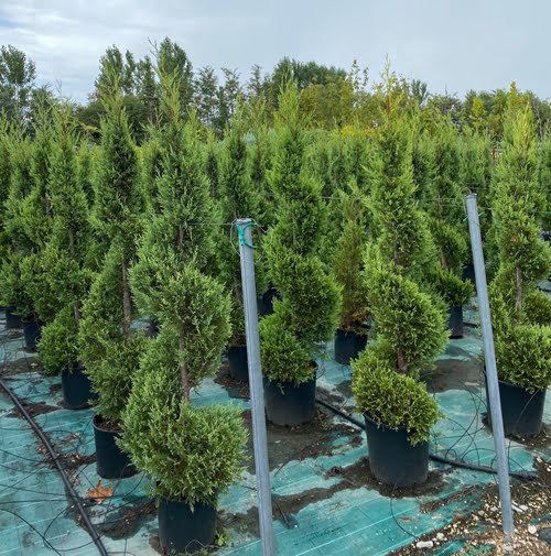 Decorative Plants